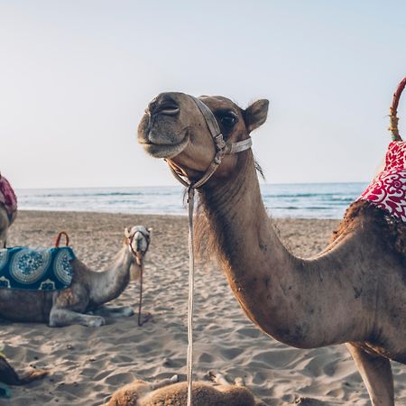 מלון Iberostar Waves Saïdia מראה חיצוני תמונה Arabian camels on the beach in Agadir, Morocco