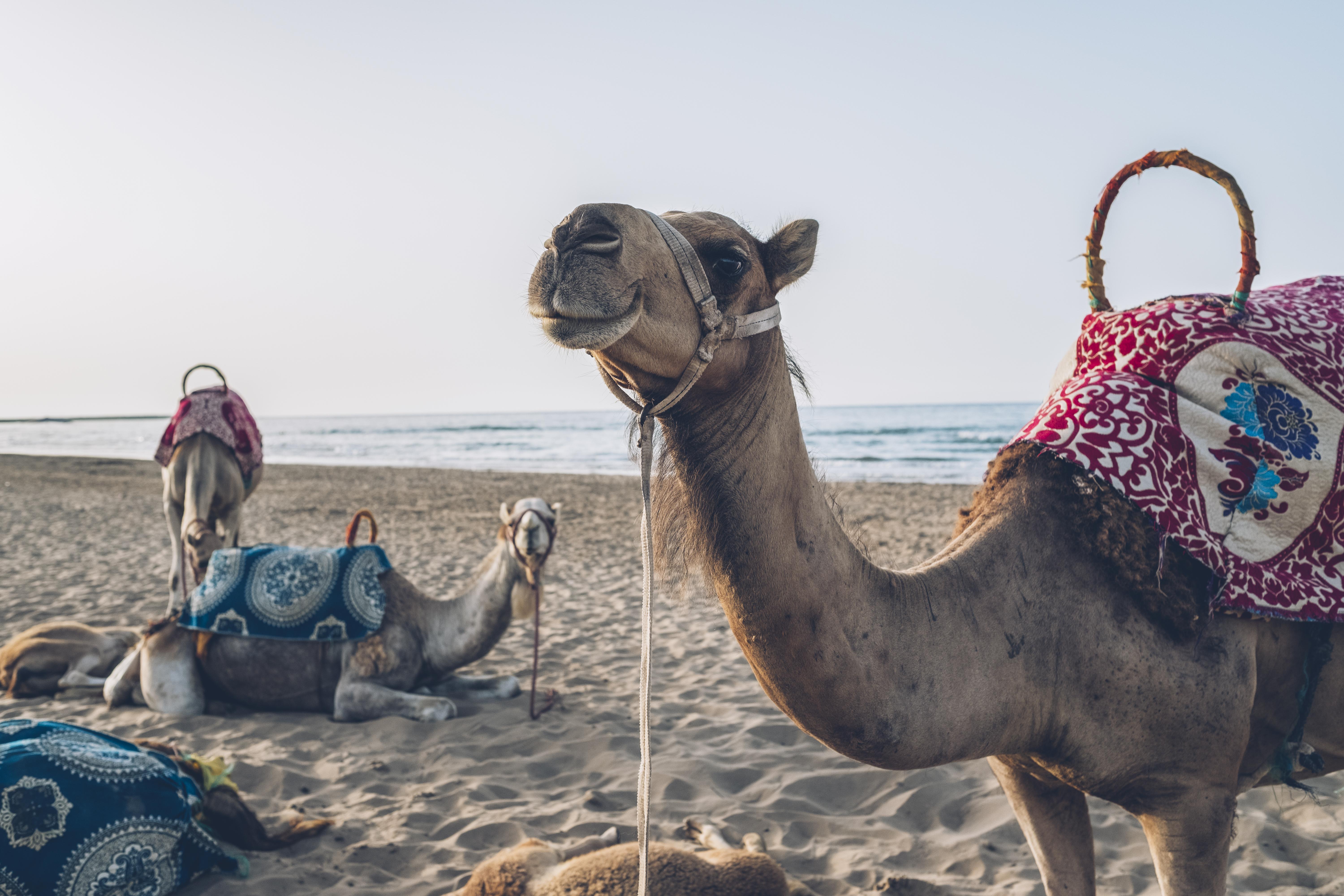 מלון Iberostar Waves Saïdia מראה חיצוני תמונה Arabian camels on the beach in Agadir, Morocco